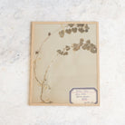 Vintage Pressed Botanical No. 18 - elsie green - Art