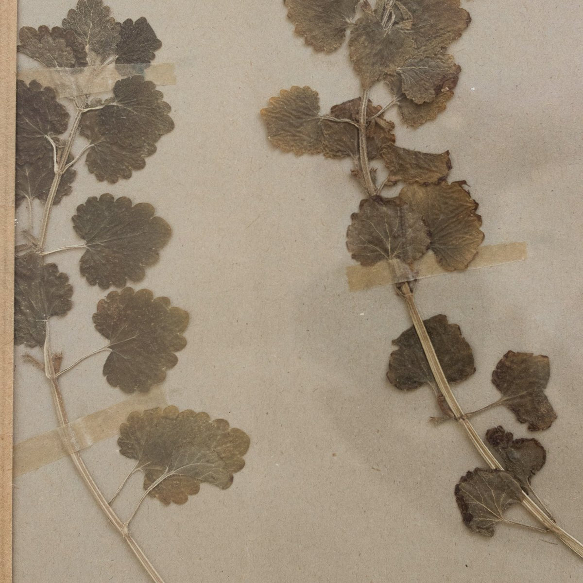Vintage Pressed Botanical No. 18 - elsie green - Art