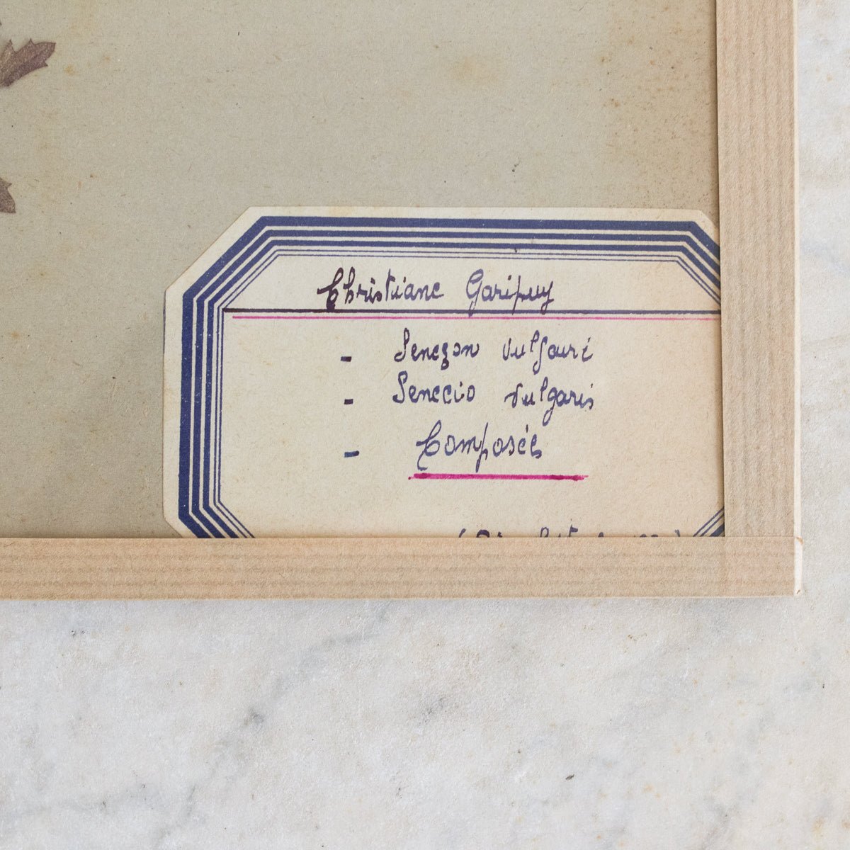 Vintage Pressed Botanical No. 19 | Dated 1950 - elsie green - Art