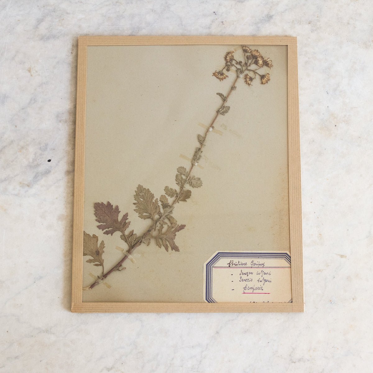 Vintage Pressed Botanical No. 19 | Dated 1950 - elsie green - Art
