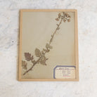 Vintage Pressed Botanical No. 19 | Dated 1950 - elsie green - Art