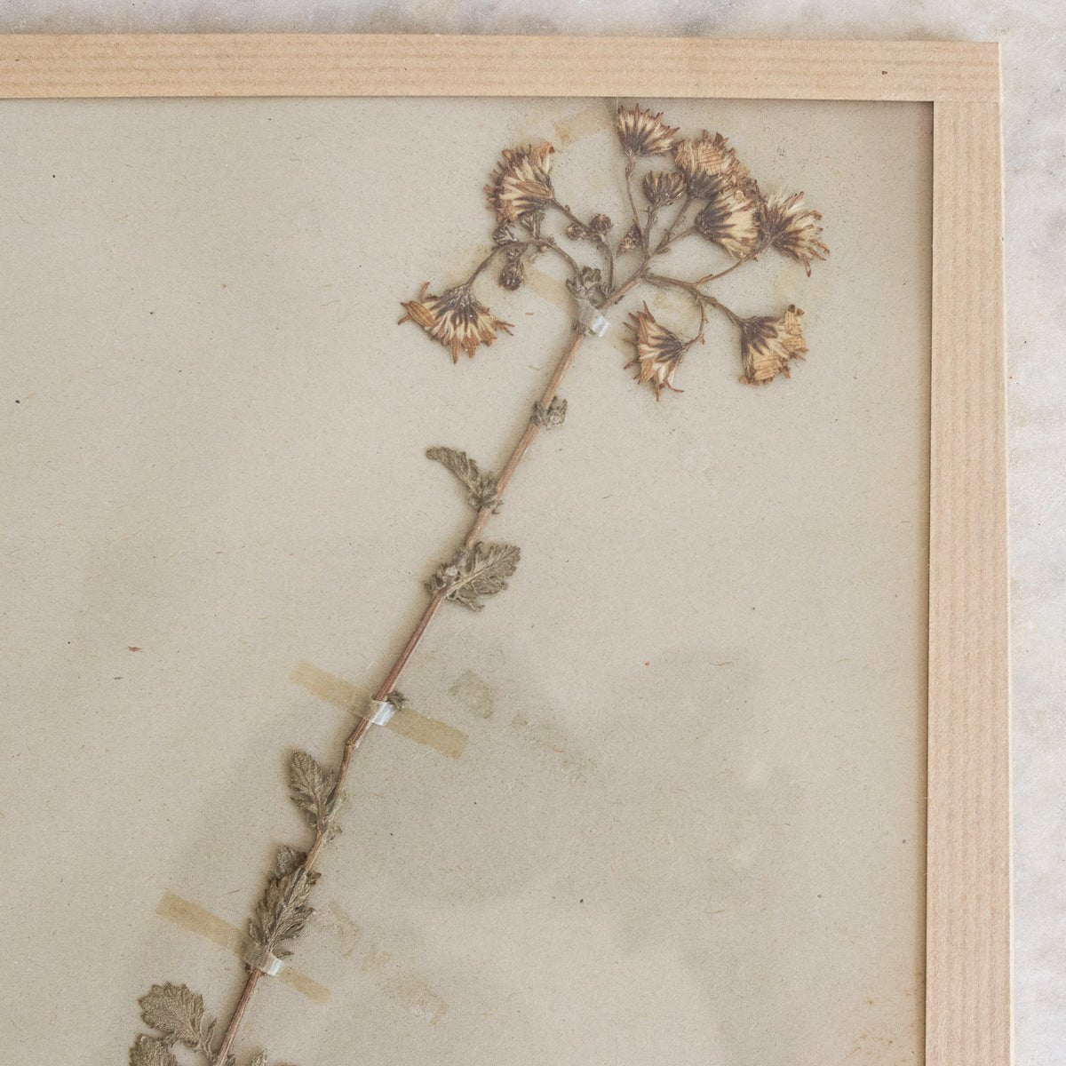 Vintage Pressed Botanical No. 19 | Dated 1950 - elsie green - Art