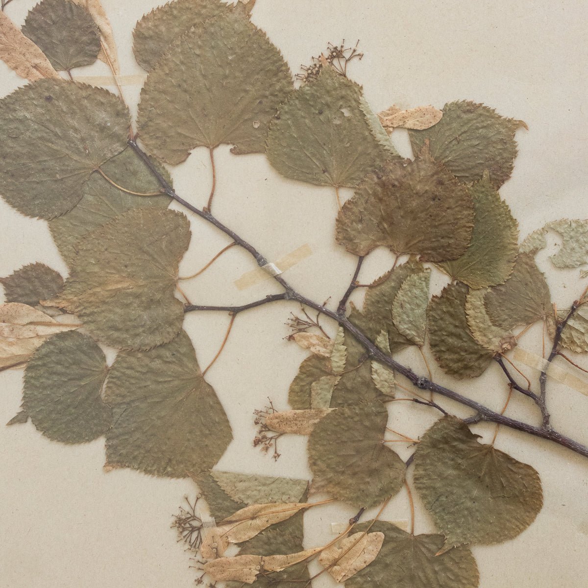 Vintage Pressed Botanical No. 27 - elsie green - Art