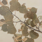 Vintage Pressed Botanical No. 27 - elsie green - Art