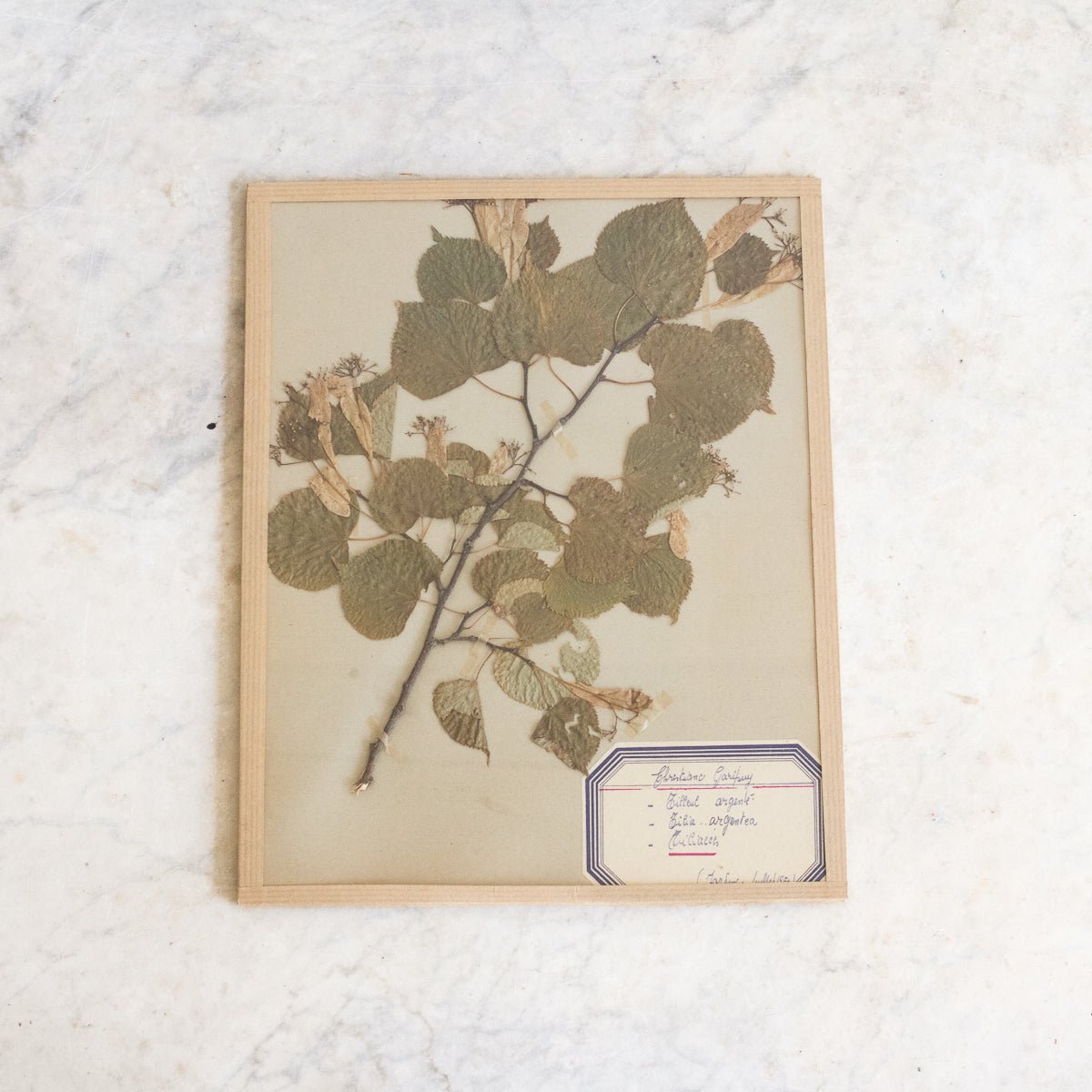 Vintage Pressed Botanical No. 27 - elsie green - Art