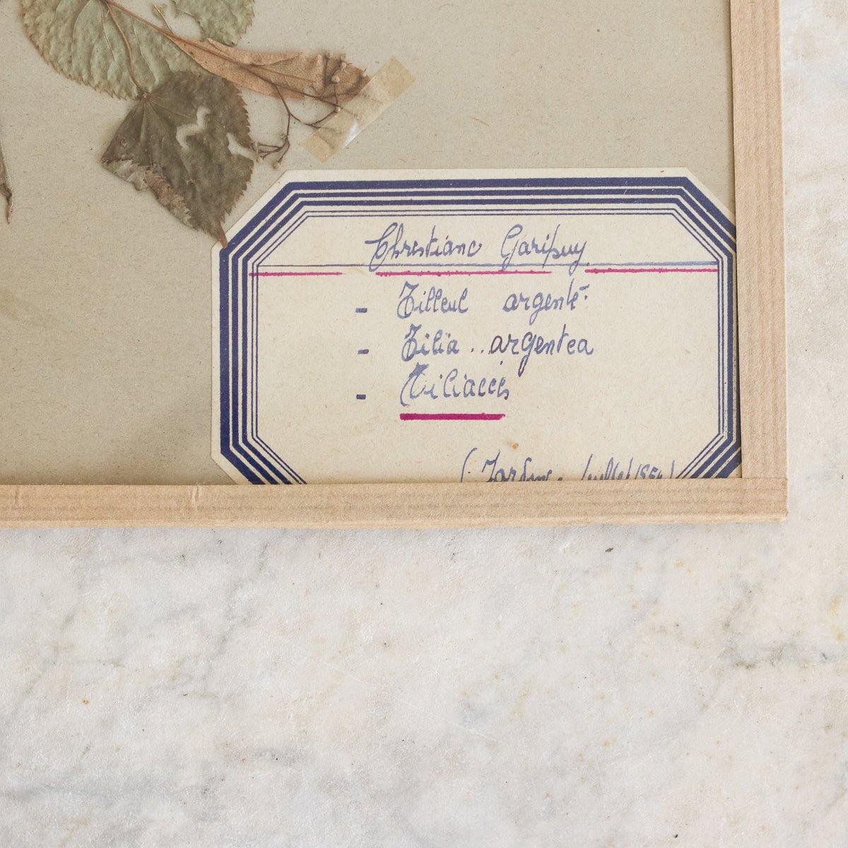 Vintage Pressed Botanical No. 27 - elsie green - Art