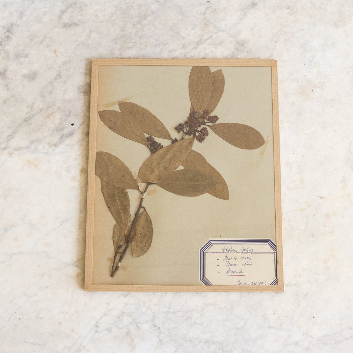 Vintage Pressed Botanical No. 3 | Dated 1950 - elsie green - Art