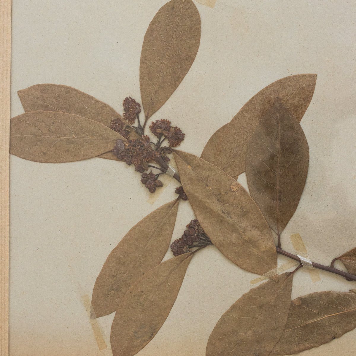Vintage Pressed Botanical No. 3 | Dated 1950 - elsie green - Art