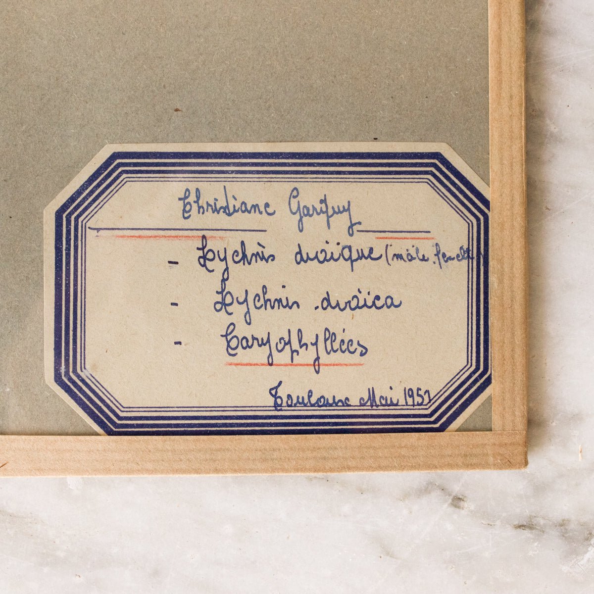 Vintage Pressed Botanical No. 31 - elsie green - Art