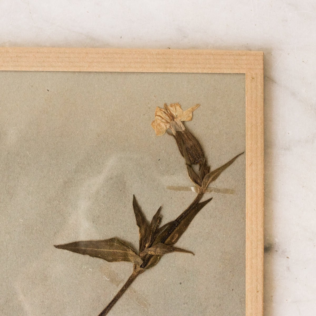 Vintage Pressed Botanical No. 31 - elsie green - Art