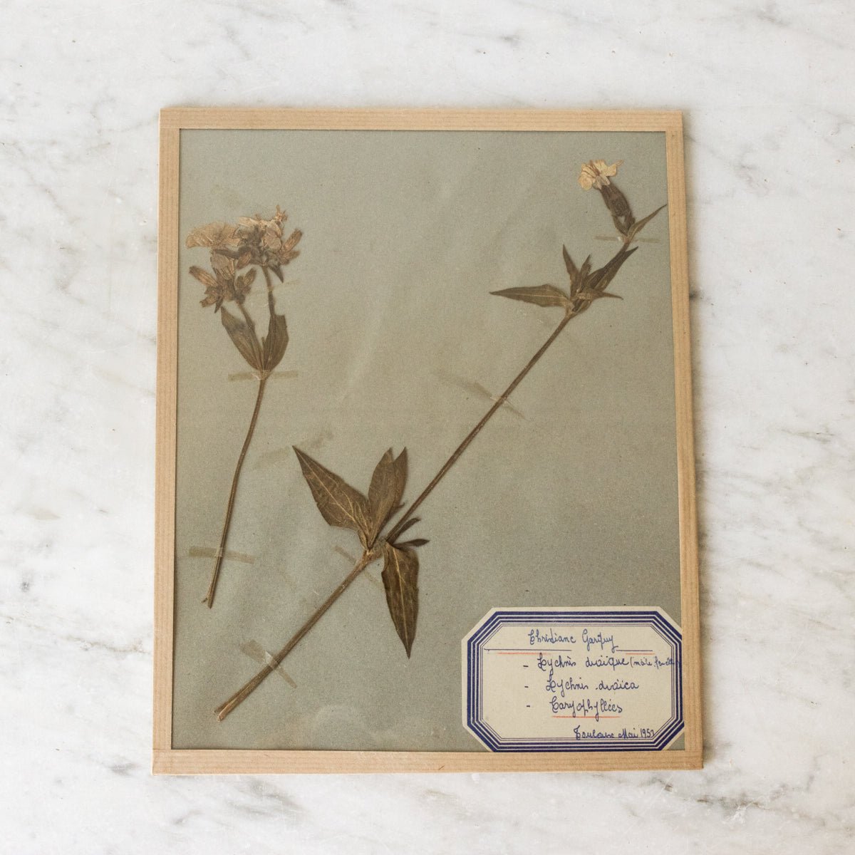 Vintage Pressed Botanical No. 31 - elsie green - Art