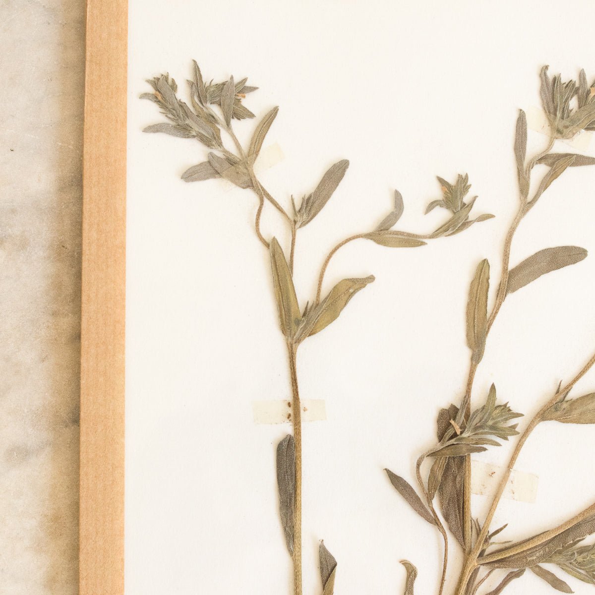 Vintage Pressed Botanical No. 33 | Dated 1954 - elsie green - Art