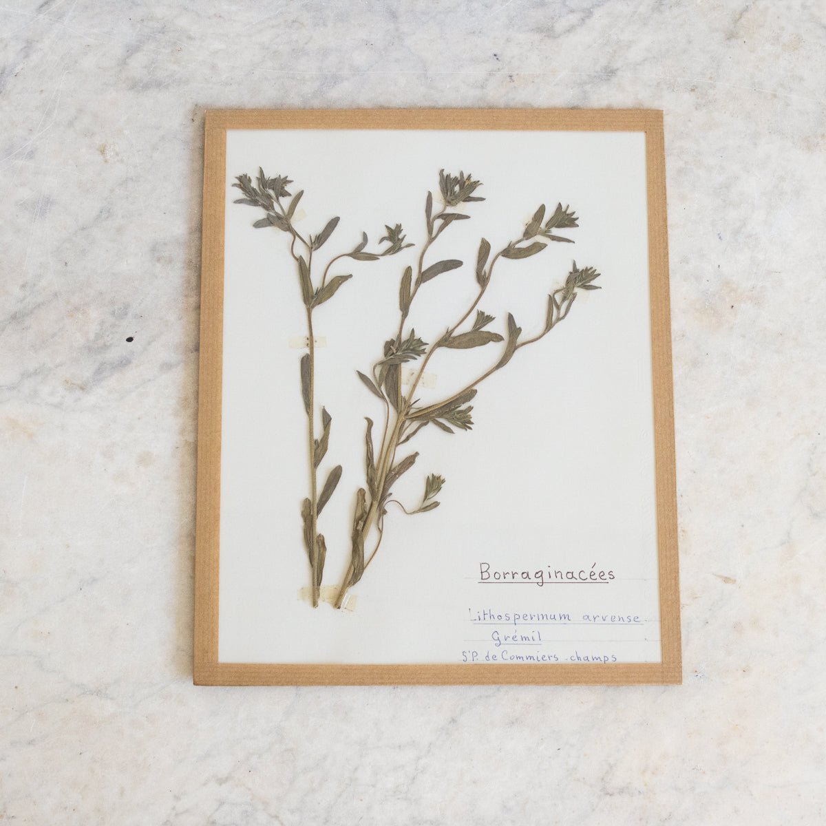Vintage Pressed Botanical No. 33 | Dated 1954 - elsie green - Art