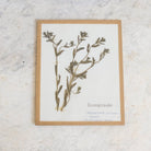 Vintage Pressed Botanical No. 33 | Dated 1954 - elsie green - Art