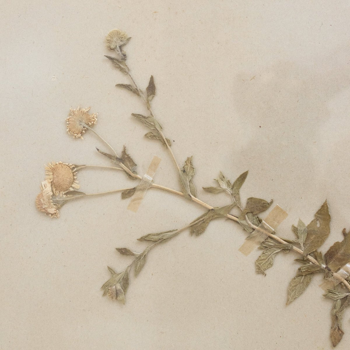 Vintage Pressed Botanical No. 5 | Dated 1950 - elsie green - Art