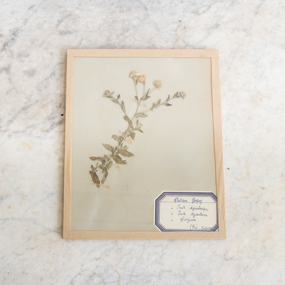 Vintage Pressed Botanical No. 5 | Dated 1950 - elsie green - Art
