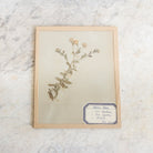 Vintage Pressed Botanical No. 5 | Dated 1950 - elsie green - Art