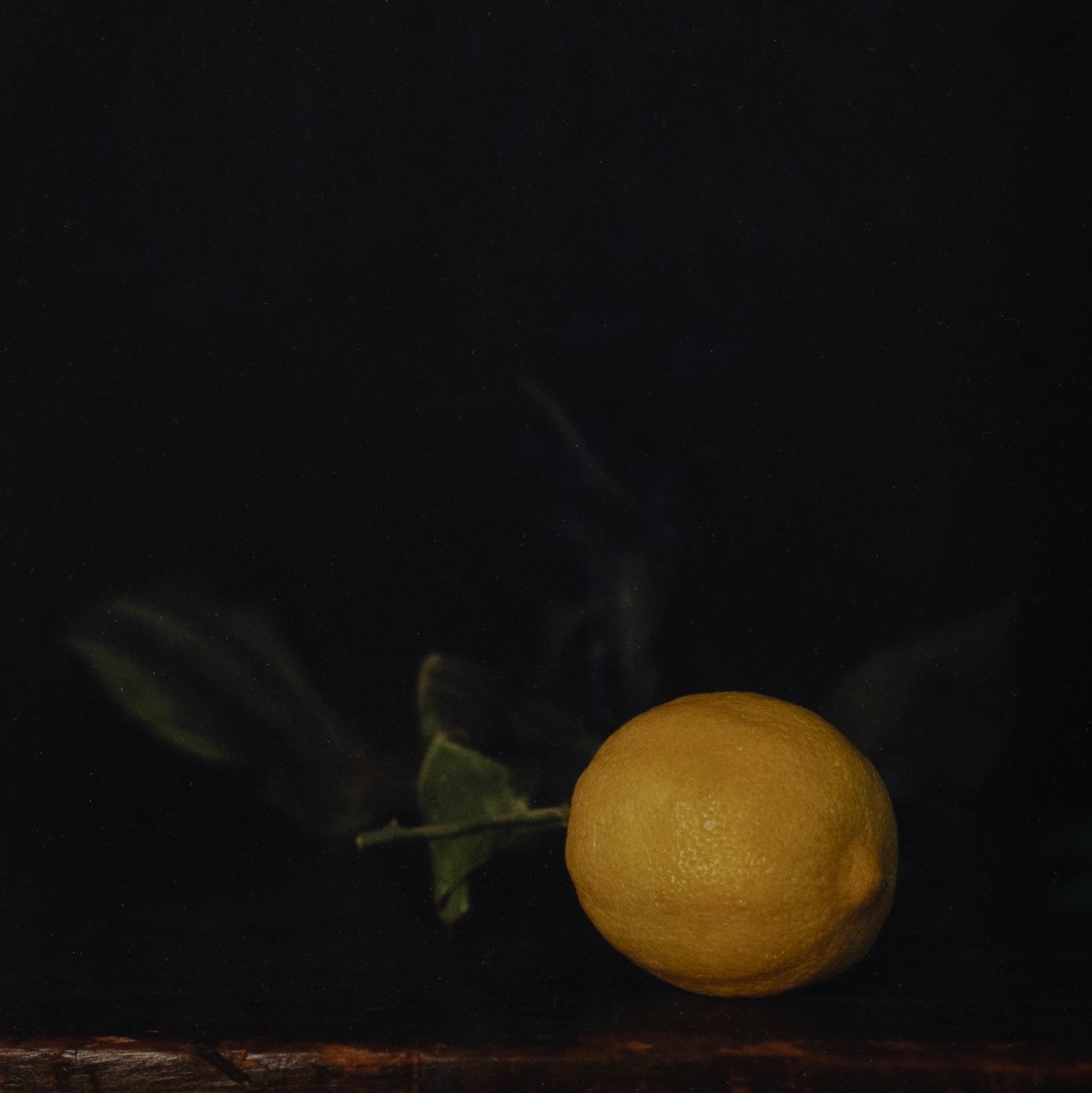 Winter Lemon | Jefferson Hayman - elsie green - art