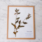 Pressed Botanical Specimen No. 222 - elsie green