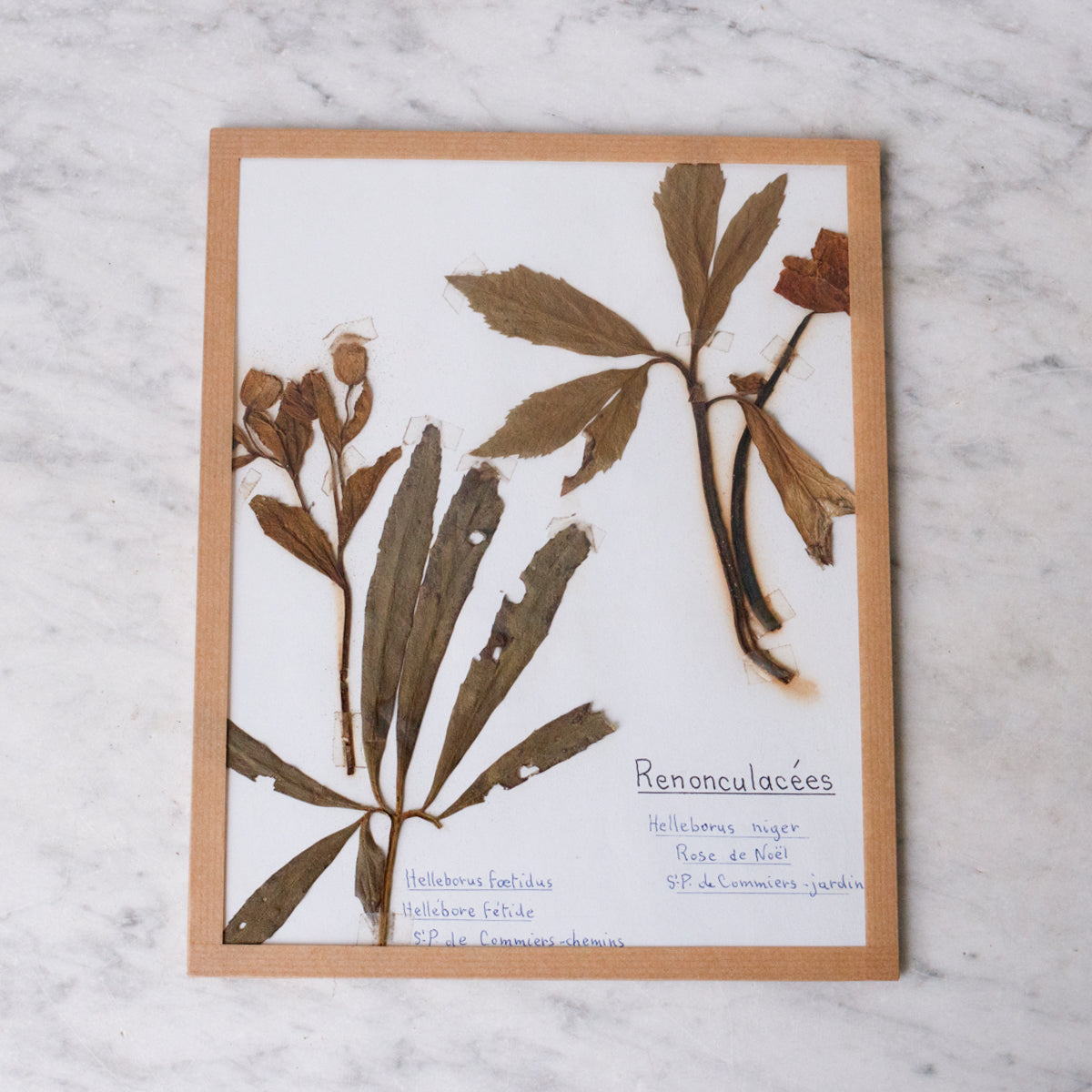 Pressed Botanical Specimen No. 238