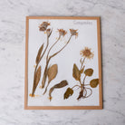 Pressed Botanical Specimen No. 242 - elsie green