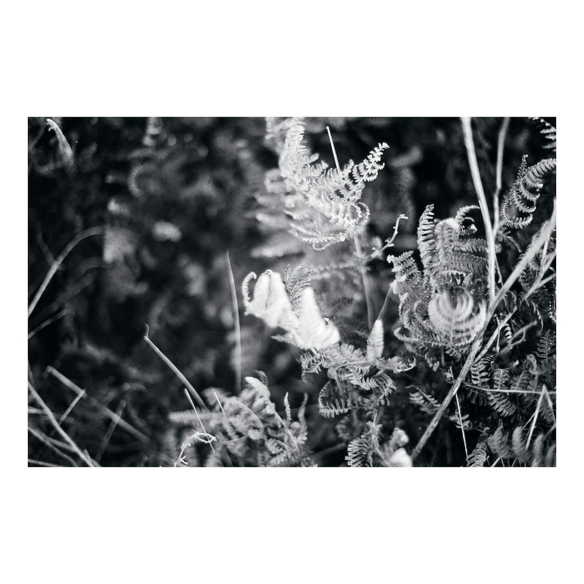 Focus Printed Photograph - elsie green