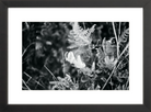 Focus Printed Photograph - elsie green