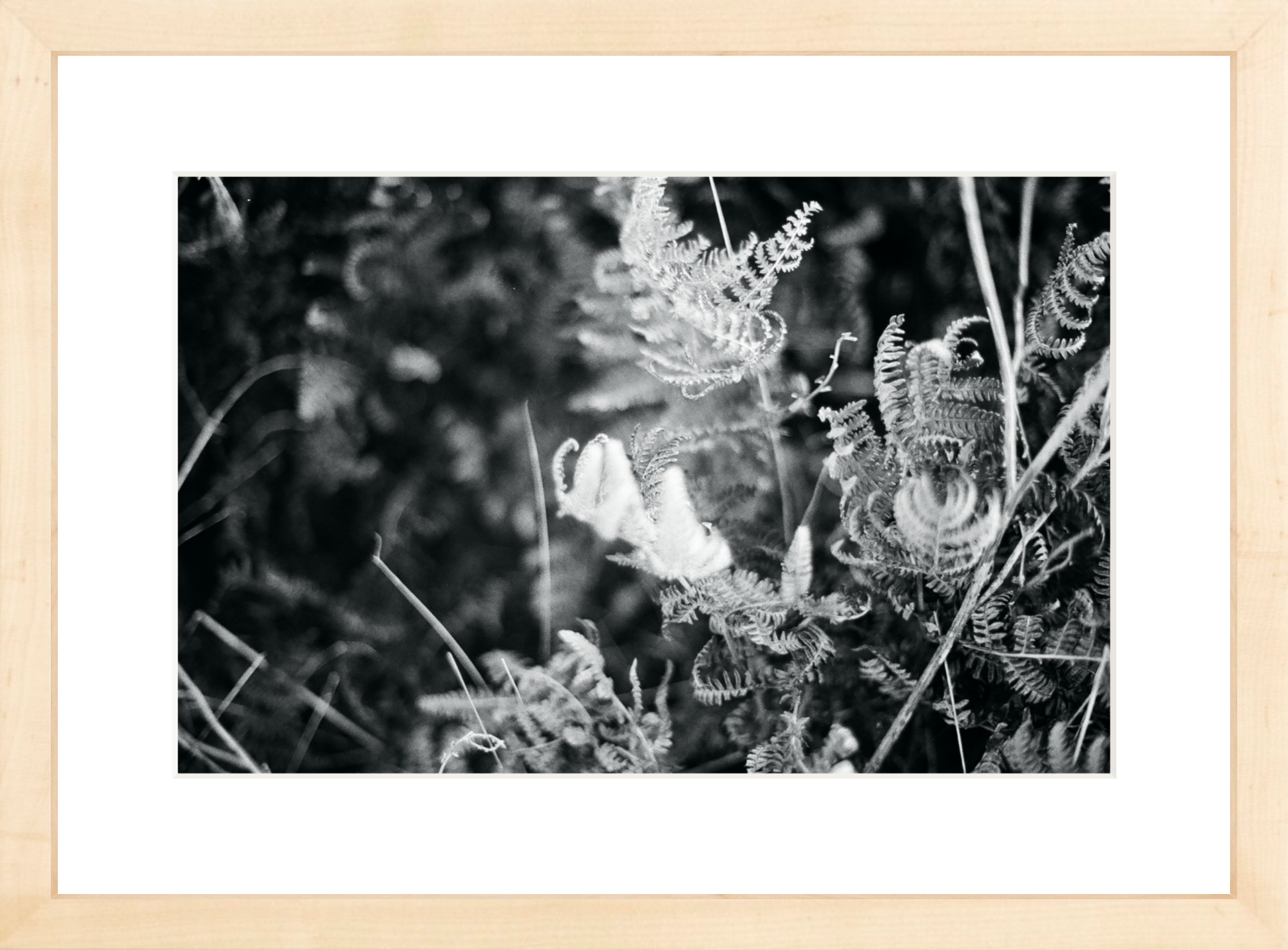 Focus Printed Photograph - elsie green