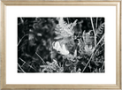 Focus Printed Photograph - elsie green