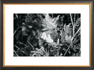 Focus Printed Photograph - elsie green