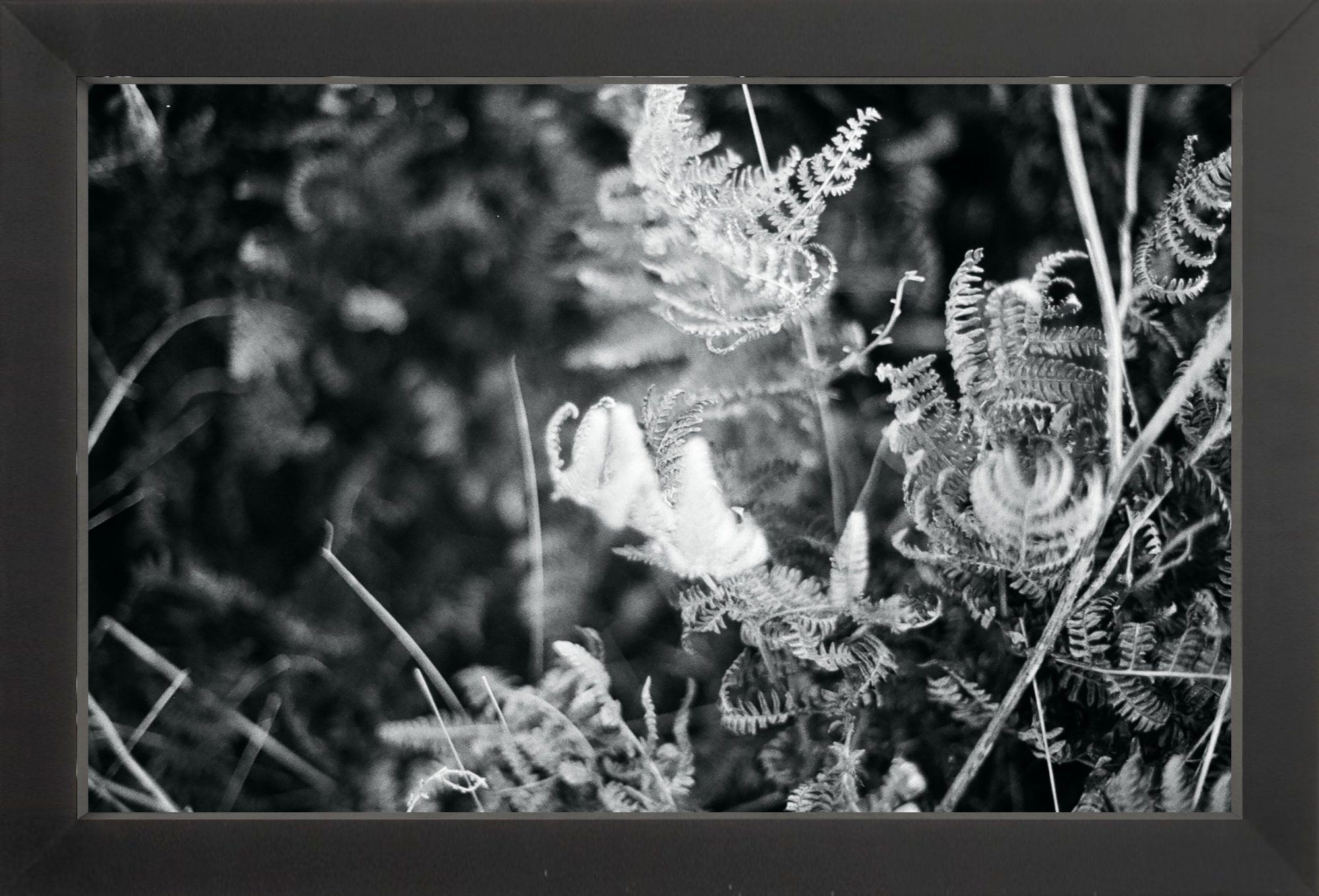 Focus Printed Photograph - elsie green