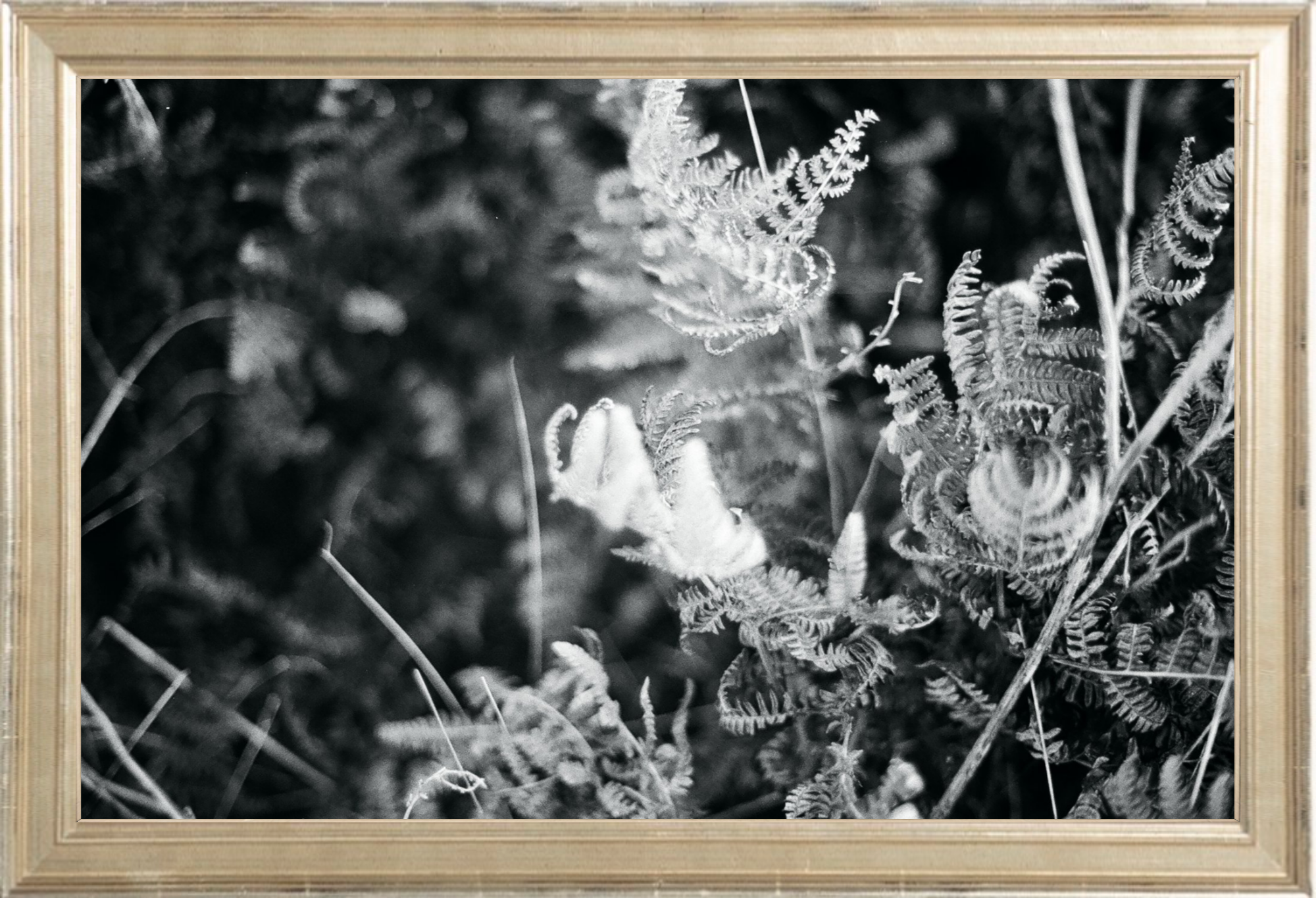 Focus Printed Photograph - elsie green