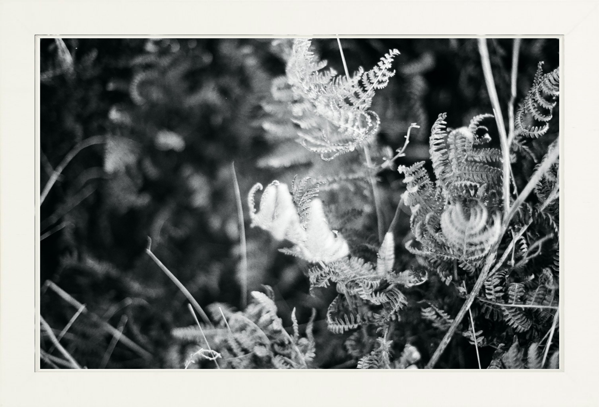 Focus Printed Photograph - elsie green