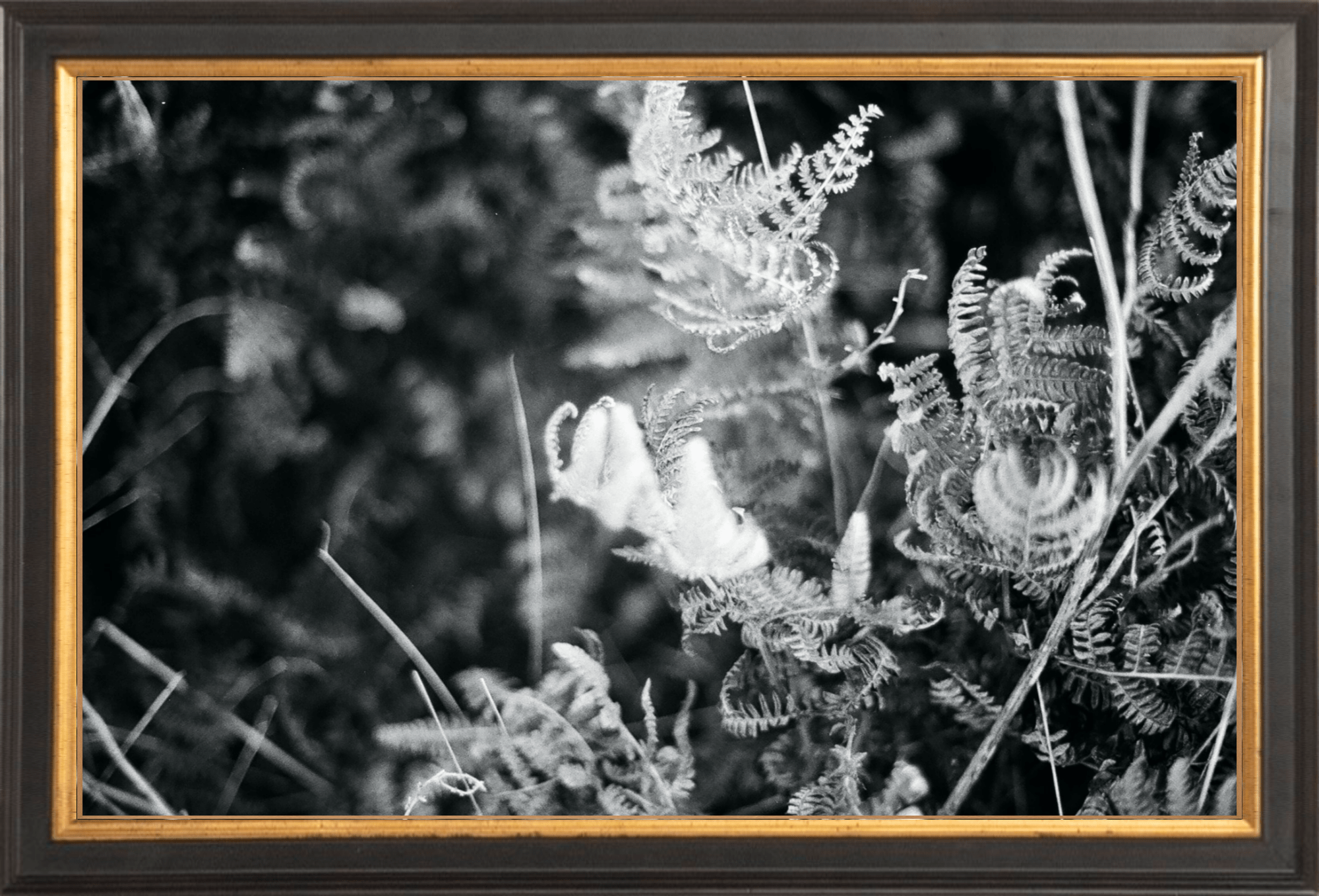 Focus Printed Photograph - elsie green - Art