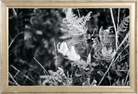 Focus Printed Photograph - elsie green - Art