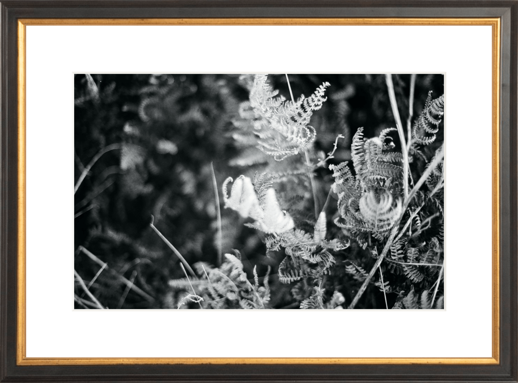 Focus Printed Photograph - elsie green - Art