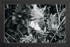 Focus Printed Photograph - elsie green - Art