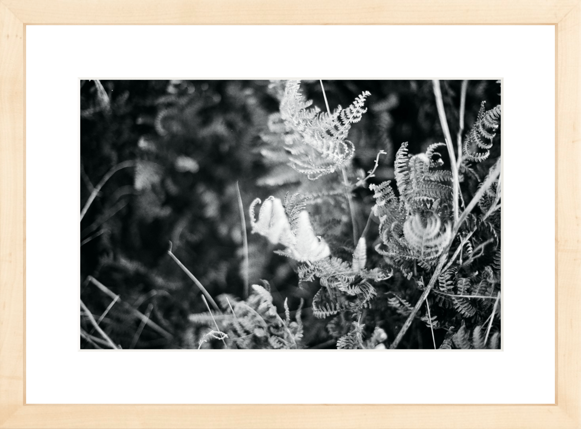 Focus Printed Photograph - elsie green - Art