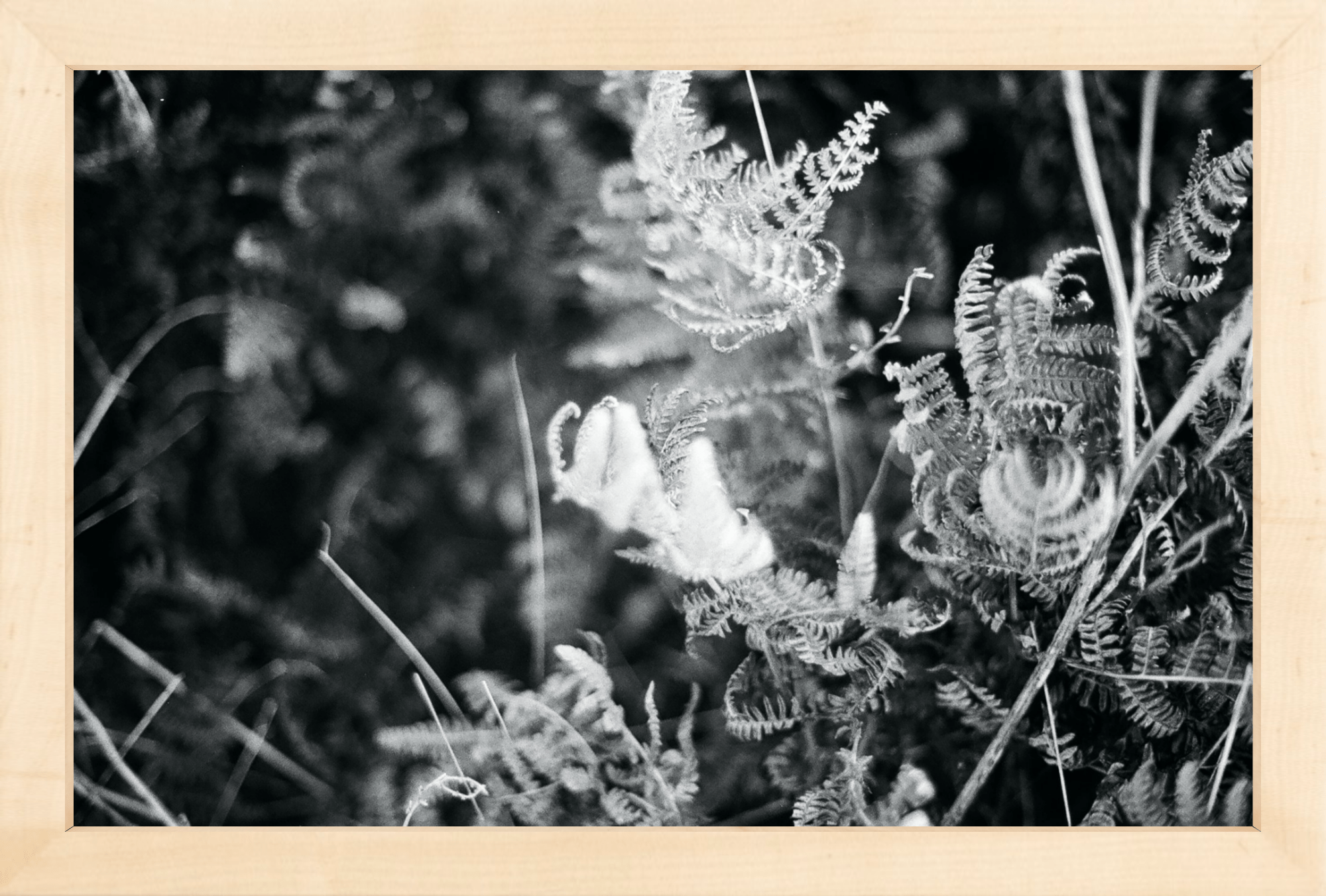 Focus Printed Photograph - elsie green - Art