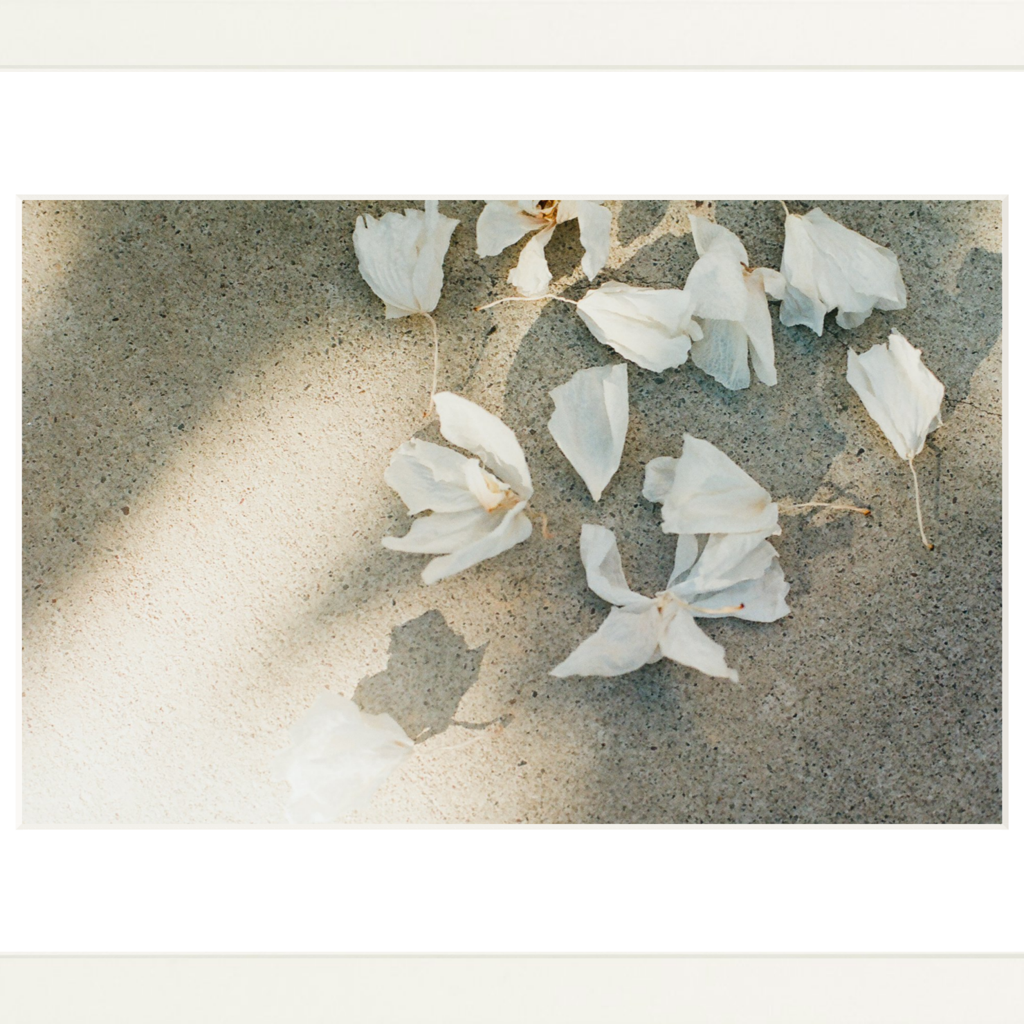 Trail Offerings Printed Photograph - elsie green